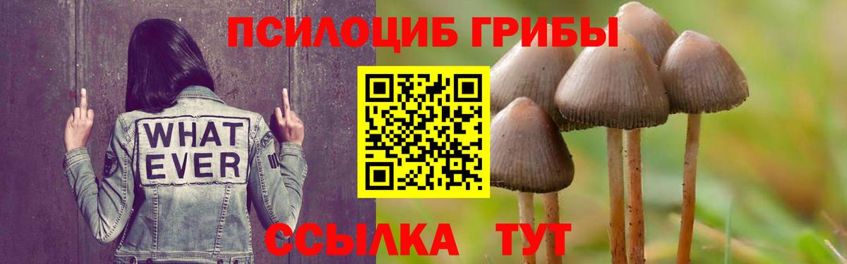 хочу   Галлюциногенные грибы Psilocybe  Вход с VPN  Петрозаводск 
